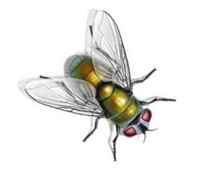 Flies - GHH Pest Control - Hampshire Surrey West Sussex - Guildford Liphook Winchester Portsmouth Woking Basingstoke Southampton Petersfield Farnham Alton