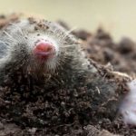 Moles - GHH Pest Control - Hampshire Surrey West Sussex - Guildford Liphook Winchester Portsmouth Woking Basingstoke Southampton Petersfield Farnham Alton