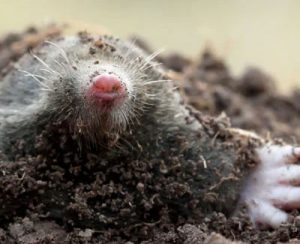 Moles - GHH Pest Control - Hampshire Surrey West Sussex - Guildford Liphook Winchester Portsmouth Woking Basingstoke Southampton Petersfield Farnham Alton