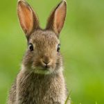 Rabbits - GHH Pest Control - Hampshire Surrey West Sussex - Guildford Liphook Winchester Portsmouth Woking Basingstoke Southampton Petersfield Farnham Alton