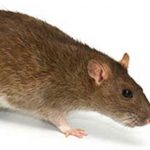 Rats - GHH Pest Control - Hampshire Surrey West Sussex - Guildford Liphook Winchester Portsmouth Woking Basingstoke Southampton Petersfield Farnham Alton