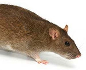 Rats - GHH Pest Control - Hampshire Surrey West Sussex - Guildford Liphook Winchester Portsmouth Woking Basingstoke Southampton Petersfield Farnham Alton