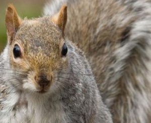 Squirrels - GHH Pest Control - Hampshire Surrey West Sussex - Guildford Liphook Winchester Portsmouth Woking Basingstoke Southampton Petersfield Farnham Alton