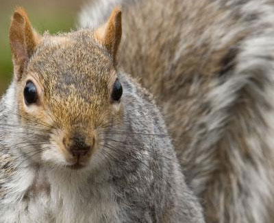 Squirrels - GHH Pest Control - Hampshire Surrey West Sussex - Guildford Liphook Winchester Portsmouth Woking Basingstoke Southampton Petersfield Farnham Alton