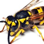 Wasps - GHH Pest Control - Hampshire Surrey West Sussex - Guildford Liphook Winchester Portsmouth Woking Basingstoke Southampton Petersfield Farnham Alton