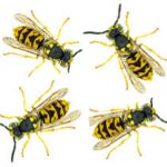 Wasps - GHH Pest Control - Hampshire Surrey West Sussex - Guildford Liphook Winchester Portsmouth Woking Basingstoke Southampton Petersfield Farnham Alton