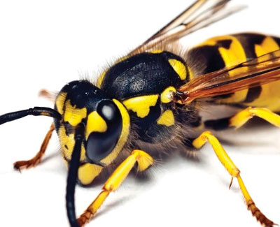 Wasps - GHH Pest Control - Hampshire Surrey West Sussex - Guildford Liphook Winchester Portsmouth Woking Basingstoke Southampton Petersfield Farnham Alton