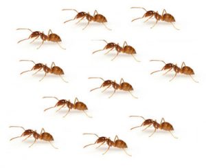 Ants - GHH Pest Control - Hampshire Surrey West Sussex - Guildford Liphook Winchester Portsmouth Woking Basingstoke Southampton Petersfield Farnham Alton