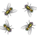 Flies - GHH Pest Control - Hampshire Surrey West Sussex - Guildford Liphook Winchester Portsmouth Woking Basingstoke Southampton Petersfield Farnham Alton