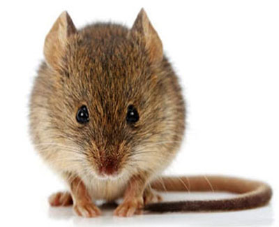 Mice - GHH Pest Control - Hampshire Surrey West Sussex - Guildford Liphook Winchester Portsmouth Woking Basingstoke Southampton Petersfield Farnham Alton