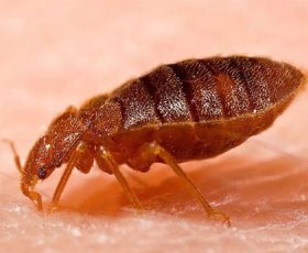 Bed Bugs - GHH Pest Control - Hampshire Surrey West Sussex - Guildford Liphook Winchester Portsmouth Woking Basingstoke Southampton Petersfield Farnham Alton